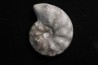 CERATITE PRAENODUSUS Muschelkalk Lindach, Allemagne
