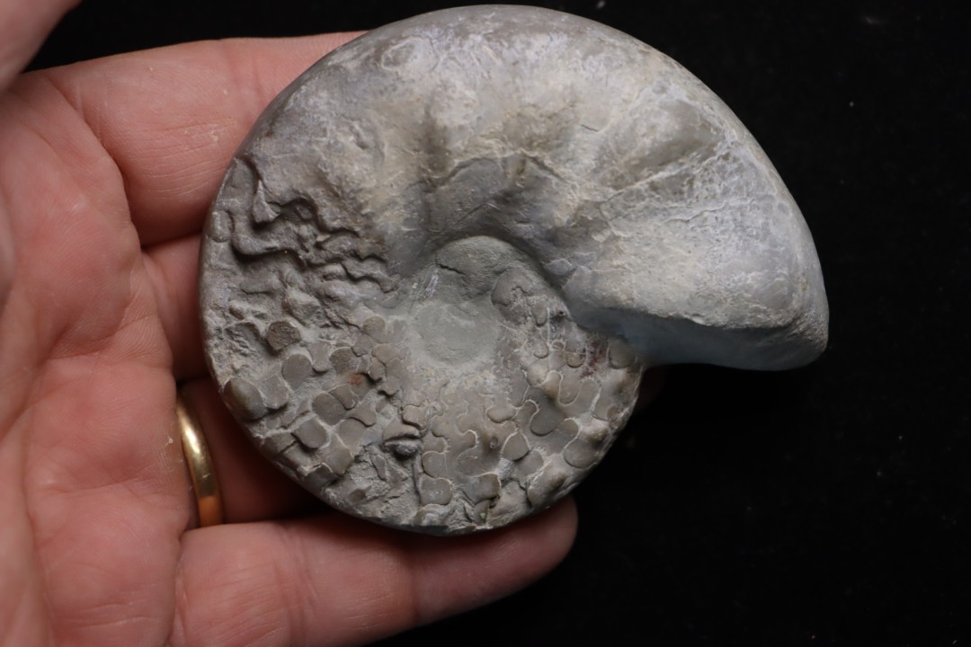 CERATITE PRAENODUSUS  Muschelkalk  Lindach, Germany