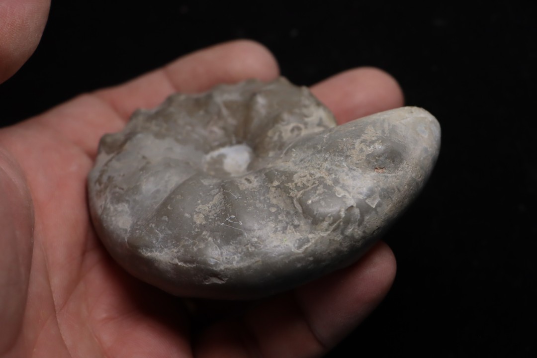 CERATITE PRAENODUSUS  Muschelkalk  Lindach, Germany