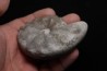 CERATITE PRAENODUSUS  Muschelkalk  Lindach, Germany