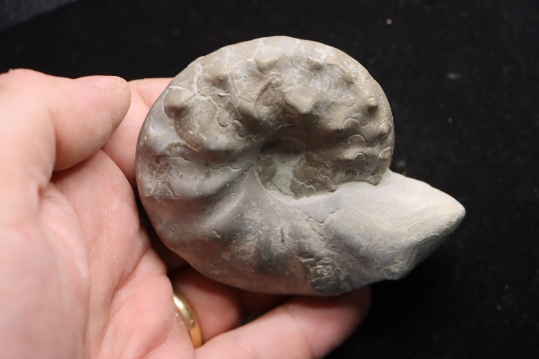 CERATITE PRAENODUSUS  Muschelkalk  Lindach, Germany