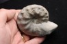 CERATITE PRAENODUSUS Muschelkalk Lindach, Allemagne