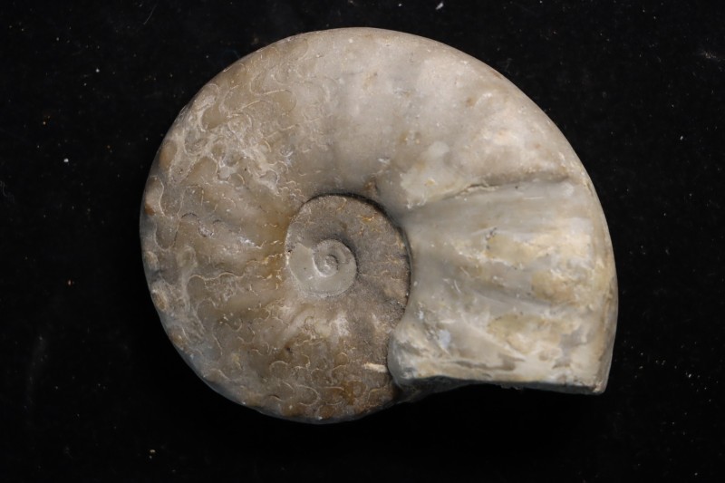 CERATITE POSSECKERI Muschelkalk Lindach, Allemagne