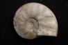 CERATITE POSSECKERI Muschelkalk Lindach, Allemagne