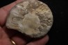 CERATITE POSSECKERI Muschelkalk Lindach, Allemagne