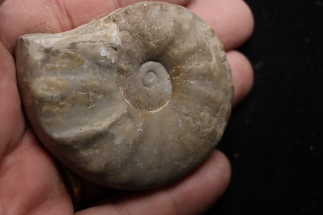 CERATITE POSSECKERI  Muschelkalk Lindach, Allemagne