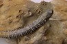 MILLERICRINUS HORRIDUS (de loriol) Oxfordien région de Ferrette, Alsace, FRANCE