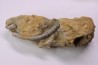 MILLERICRINUS HORRIDUS (de loriol) Oxfordien région de Ferrette, Alsace, FRANCE