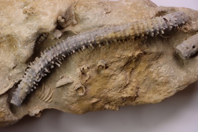 MILLERICRINUS HORRIDUS (de loriol)  Oxfordien  région de Ferrette, Alsace, FRANCE