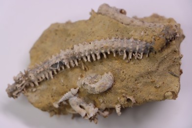 MILLERICRINUS HORRIDUS (de loriol)  Oxfordien  région de Ferrette, Alsace, FRANCE