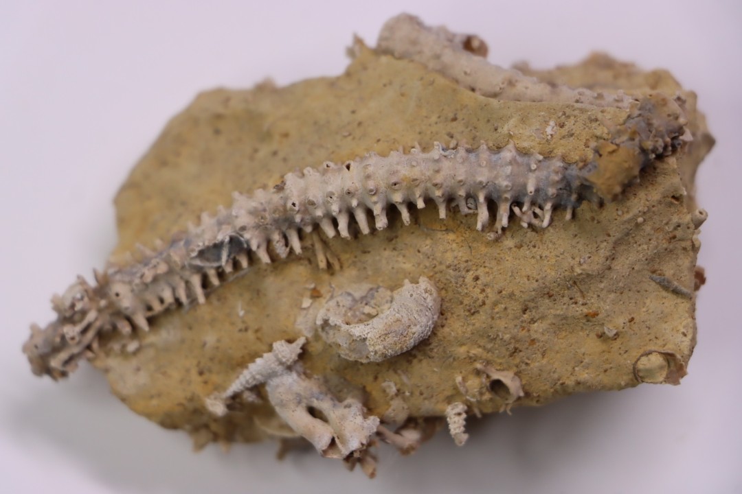 MILLERICRINUS HORRIDUS (de loriol)  Oxfordien  région de Ferrette, Alsace, FRANCE