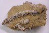 MILLERICRINUS HORRIDUS (de loriol)  Oxfordien  région de Ferrette, Alsace, FRANCE