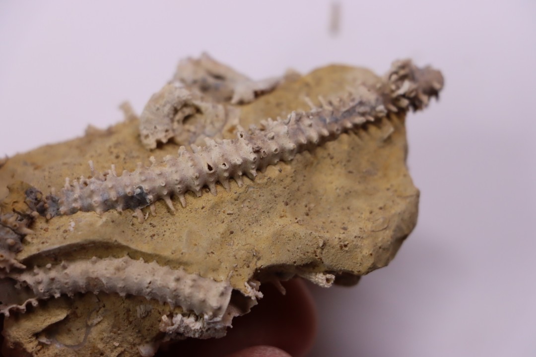 MILLERICRINUS HORRIDUS (de loriol)  Oxfordien  région de Ferrette, Alsace, FRANCE