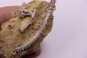 MILLERICRINUS HORRIDUS (de loriol)  Oxfordien  région de Ferrette, Alsace, FRANCE