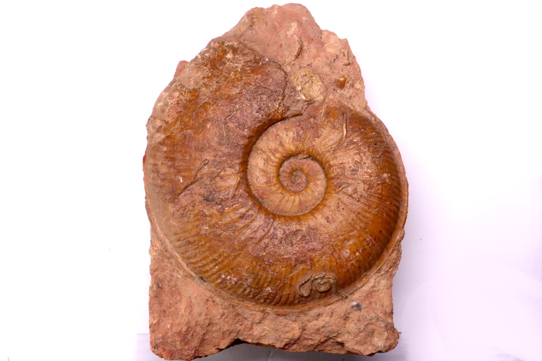 Planammatoceras tenuinsigne  (Vacek, 1886)  AALENIEN  Carrière Belmont - LYON - FRANCE
