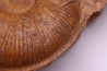 Planammatoceras tenuinsigne (Vacek, 1886) AALENIEN Carrière Belmont - LYON - FRANCE