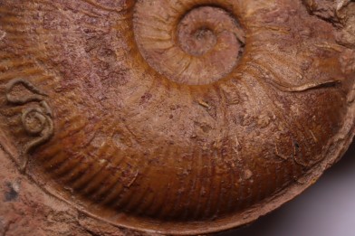 Planammatoceras tenuinsigne  (Vacek, 1886)  AALENIEN  Carrière Belmont - LYON - FRANCE
