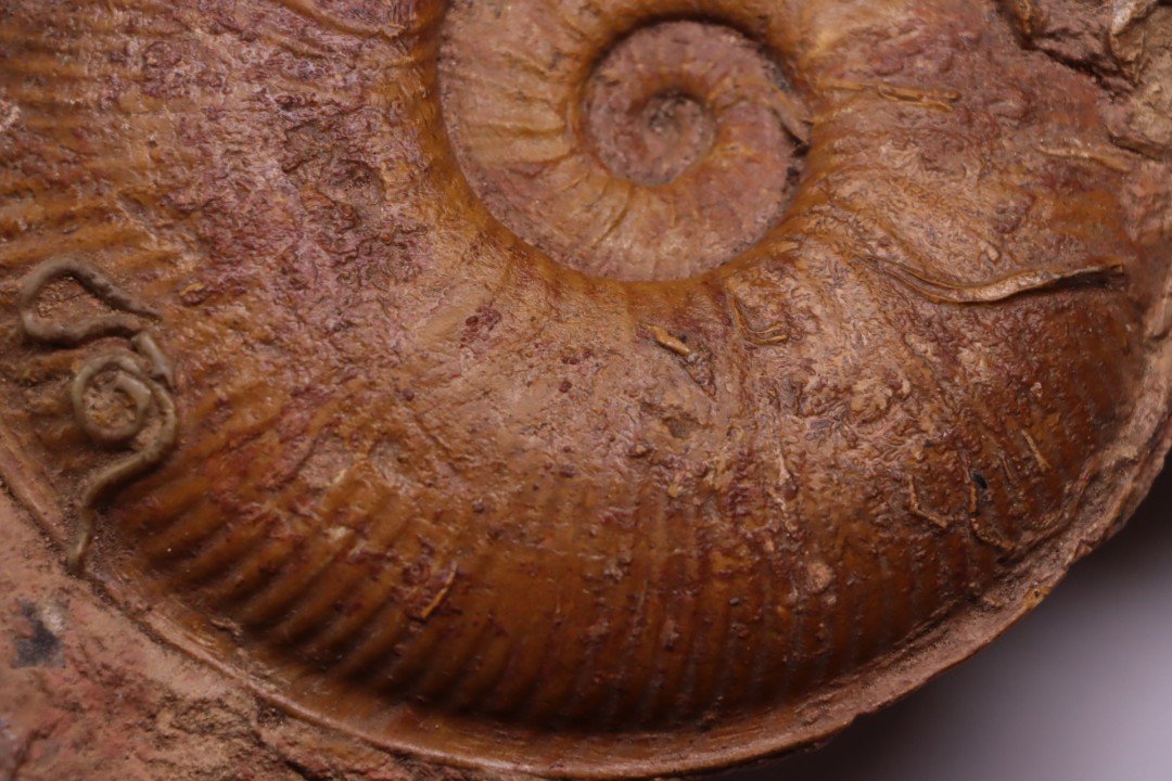 Planammatoceras tenuinsigne  (Vacek, 1886)  AALENIEN  Carrière Belmont - LYON - FRANCE