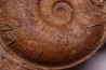 Planammatoceras tenuinsigne  (Vacek, 1886)  AALENIEN  Carrière Belmont - LYON - FRANCE