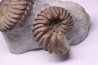 Hoplites benetianus  - middle albian - courcelles quarry - near Troyes - Aube - France