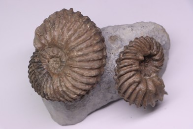 Hoplites benetianus  - middle albian - courcelles quarry - near Troyes - Aube - France