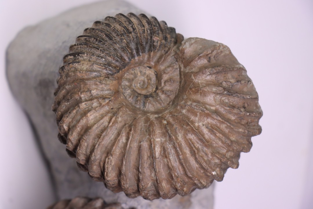 Hoplites benetianus  - middle albian - courcelles quarry - near Troyes - Aube - France