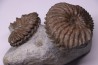 Hoplites benetianus  - middle albian - courcelles quarry - near Troyes - Aube - France
