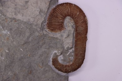 Acrioceras tabarelli (Astier 1851)  Barrémien  Provence, France