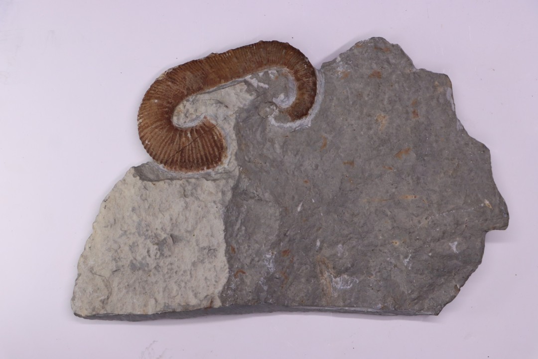 Acrioceras tabarelli (Astier 1851)  Barrémien  Provence, France