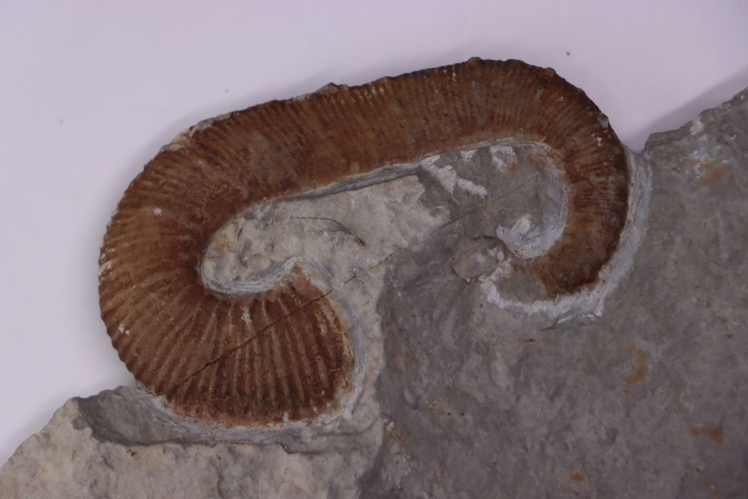 Acrioceras tabarelli (Astier 1851)  Barrémien  Provence, France