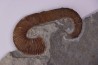 Acrioceras tabarelli (Astier 1851)  Barrémien  Provence, France