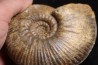 Hammatoceras Pachu (Buckman, 1921) Toarcien région de Charlieu, Brionnais - FRANCE