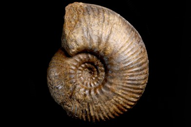 Hammatoceras Pachu (Buckman, 1921)  Toarcien  région de Charlieu, Brionnais - FRANCE
