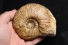 Hammatoceras Pachu (Buckman, 1921) Toarcien région de Charlieu, Brionnais - FRANCE