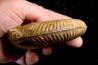 Hammatoceras Pachu (Buckman, 1921) Toarcien région de Charlieu, Brionnais - FRANCE