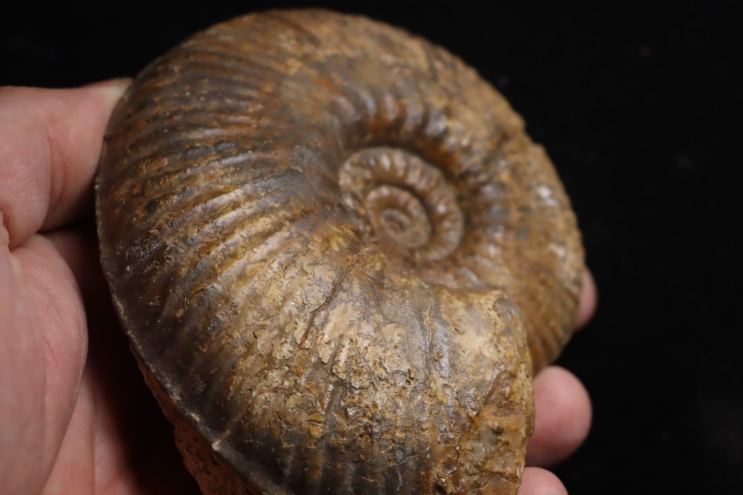 Hammatoceras Pachu (Buckman, 1921)  Toarcien  région de Charlieu, Brionnais - FRANCE