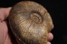 Hammatoceras Pachu (Buckman, 1921) Toarcien région de Charlieu, Brionnais - FRANCE