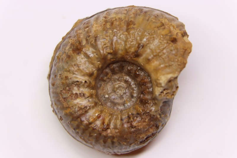 Hammatoceras insigne (Schubler, 1831) Toarcien région de Charlieu, Brionnais - FRANCE