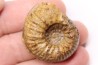 Hammatoceras insigne (Schubler, 1831) Toarcien région de Charlieu, Brionnais - FRANCE