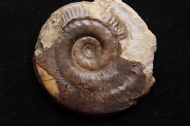 Hildoceras snoussi   Toarcien  région de Charolle, Brionnais - FRANCE