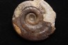 Hildoceras snoussi Toarcien région de Charolle, Brionnais - FRANCE