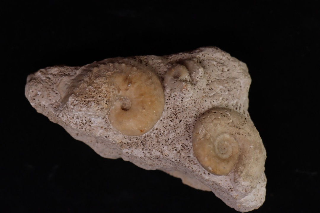 Phlycticeras waageni (Buckman, 1914)   et horioceras baugieri  callovien  horizon à leckenbyi  Montreuil Bellay - 49 - FRANCE