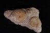 Phlycticeras waageni (Buckman, 1914) et horioceras baugieri callovien horizon à leckenbyi Montreuil Bellay - 49 - FRANCE