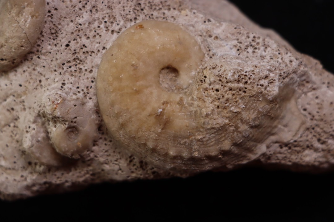 Phlycticeras waageni (Buckman, 1914)   et horioceras baugieri     callovien  horizon à leckenbyi  Montreuil Bellay - 49 - FRANCE