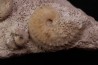 Phlycticeras waageni (Buckman, 1914)   et horioceras baugieri  callovien  horizon à leckenbyi  Montreuil Bellay - 49 - FRANCE