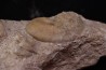 Phlycticeras waageni (Buckman, 1914) et horioceras baugieri callovien horizon à leckenbyi Montreuil Bellay - 49 - FRANCE