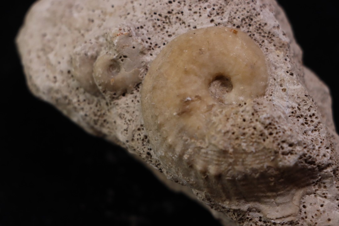 Phlycticeras waageni (Buckman, 1914)   et horioceras baugieri  callovien  horizon à leckenbyi  Montreuil Bellay - 49 - FRANCE