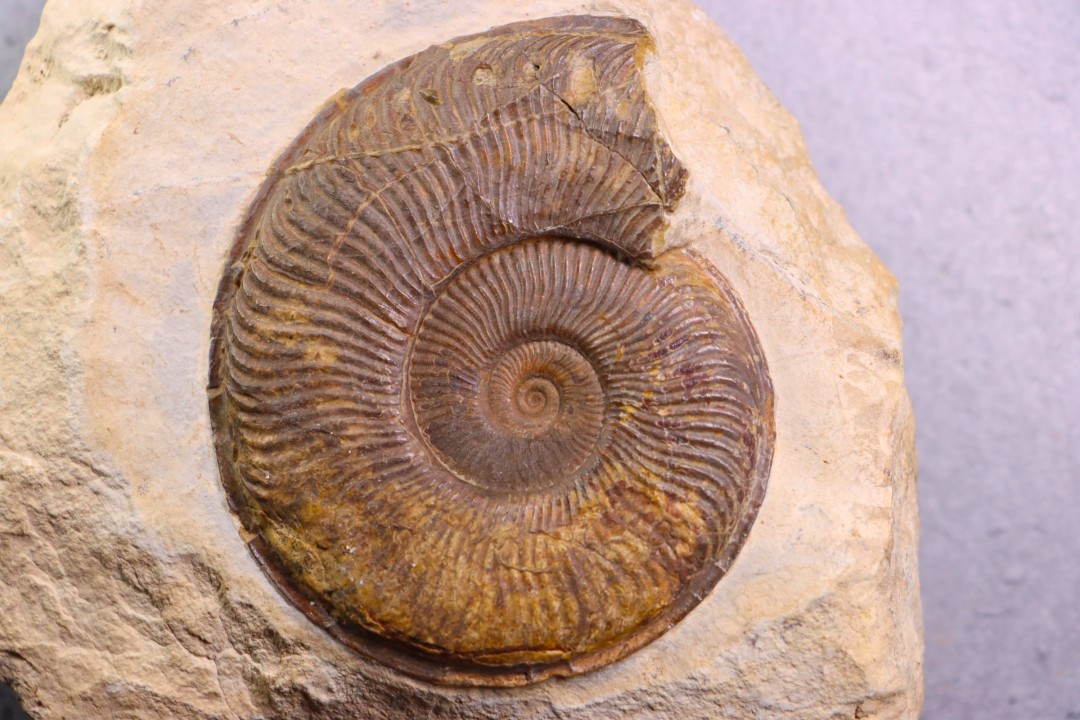 Pseudogrammoceras aff. fallaciosum (Bayle)  TOARCIEN  région de Charlieu, Brionnais - FRANCE