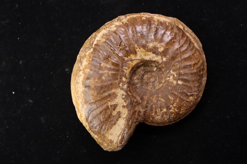 Gruneria gr. gruneri (Dumortier, 1874) Toarcien sup. région de Charlieu, Loire - FRANCE