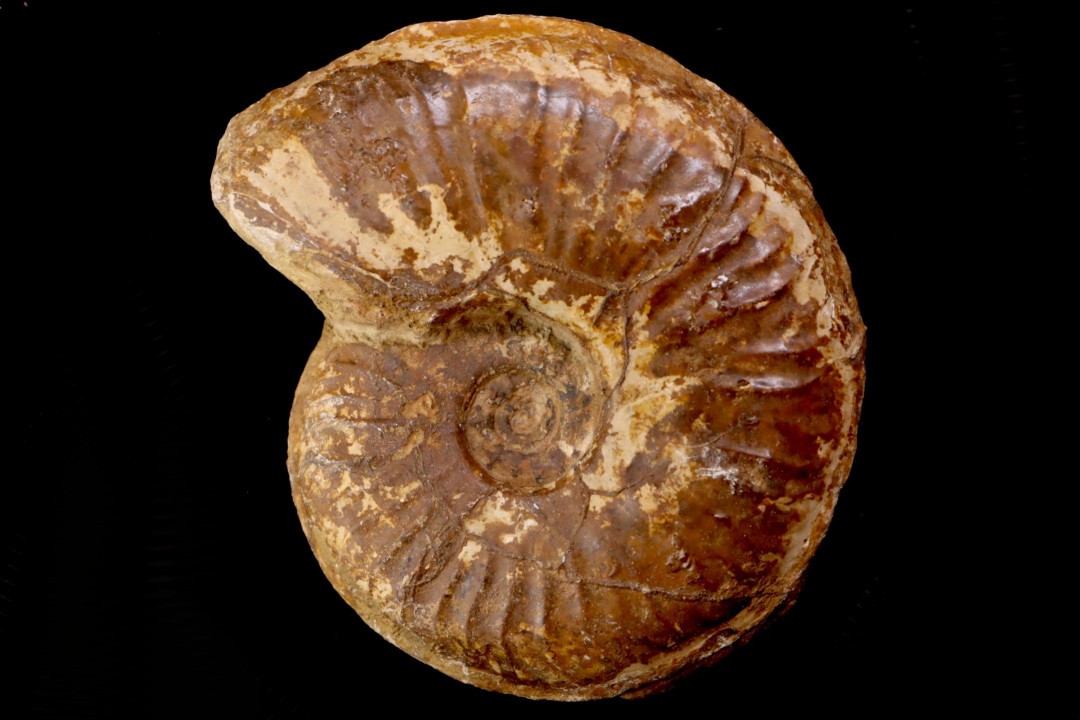 Gruneria gr. gruneri (Dumortier, 1874) Toarcien sup.  région de Charlieu, Loire - FRANCE